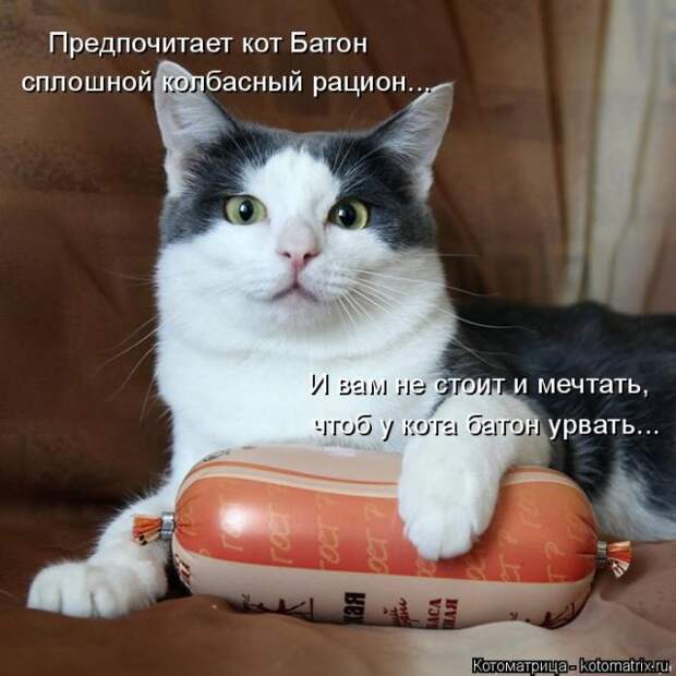 Лучшие котоматрицы недели (50 фото)