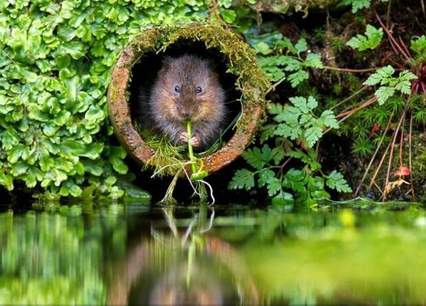 Завораживающие фотографии живой природы от National Geographic: на них хочется смотреть вечно