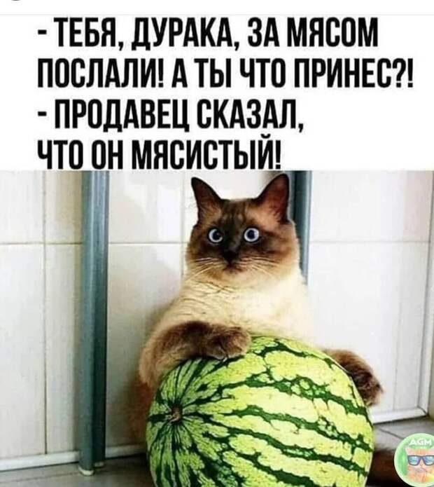 Возможно, это изображение (текст «-тебя, дурака, за мясом послали! A ты что принес?! -продавец сказал, что oH мясистый! AGM»)