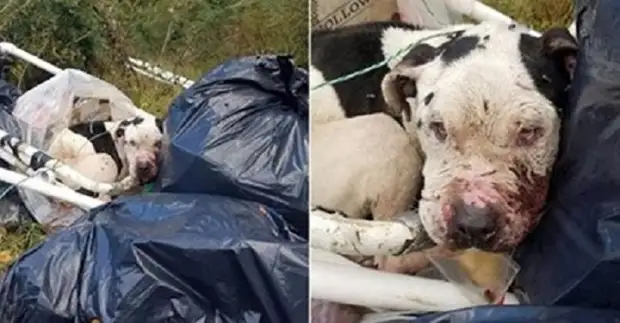Собака находилась на грани жизни и смерти: ее привязали к куче мусора и бросили