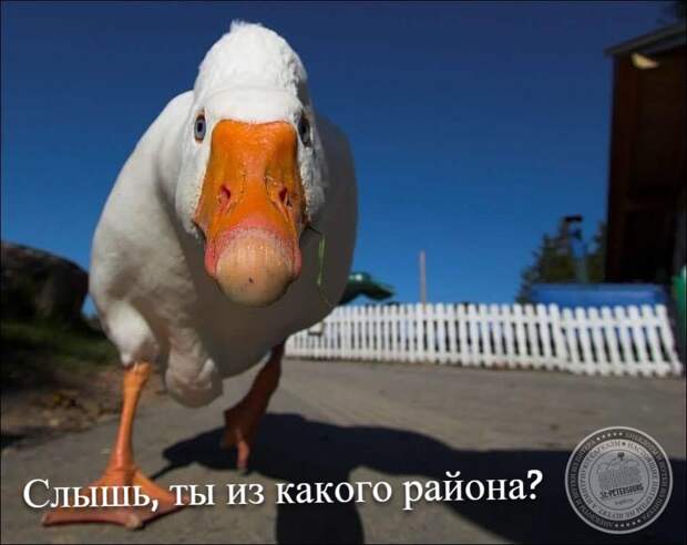 Ты из какого района?