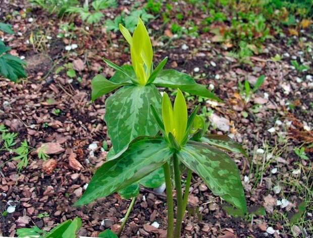 Trillium luteum (триллиум желтый). Фото: Михаил Полотнов
