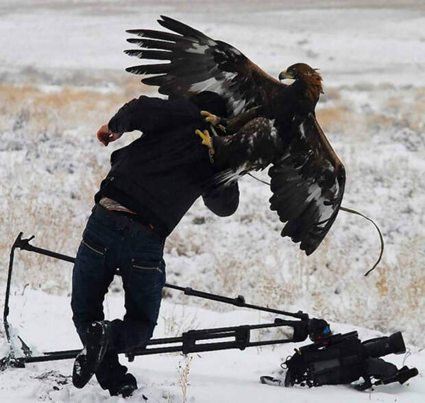Орел и фотограф. Орел и фотограф.
