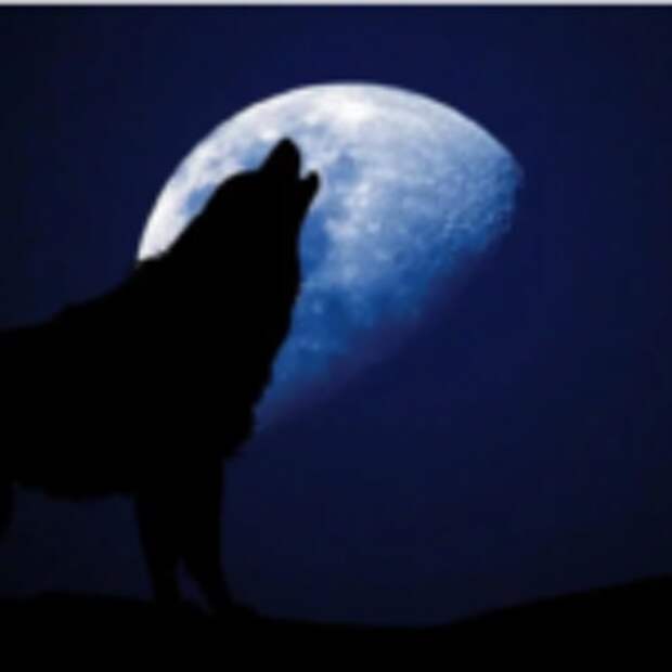 Что же привлекает волков выть на Луну