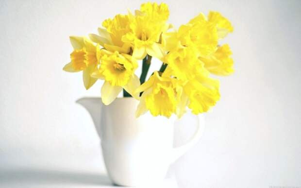 vase-narcissus-yellow-flowers-wallpaper-2