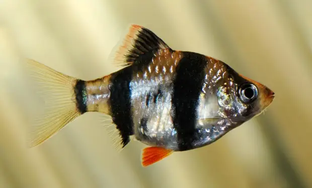 Полосатые аквариумные рыбки: фото с названиями и описанием