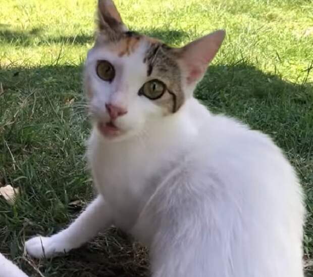 Бездомная кошка Кошка сидит