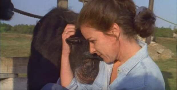 Шимпанзе не забыла, что сделала эта женщина. Спустя 18 лет они наконец встретились Шимпанзе не забыла, что сделала эта женщина. Спустя 18 лет они наконец встретились