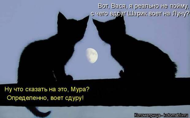 Лучшие котоматрицы недели (50 фото)