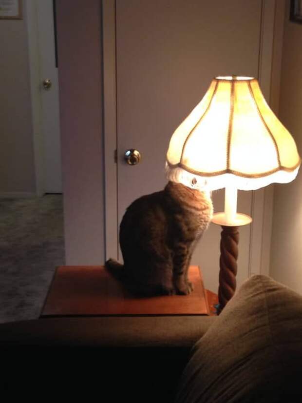 кот рядом  лампой