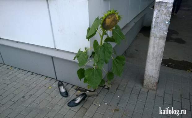 Приколы (55 фото)