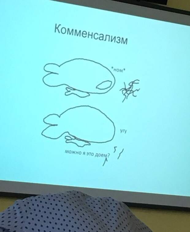Наглядно о взаимоотношениях живых организмов Наглядно о взаимоотношениях живых организмов