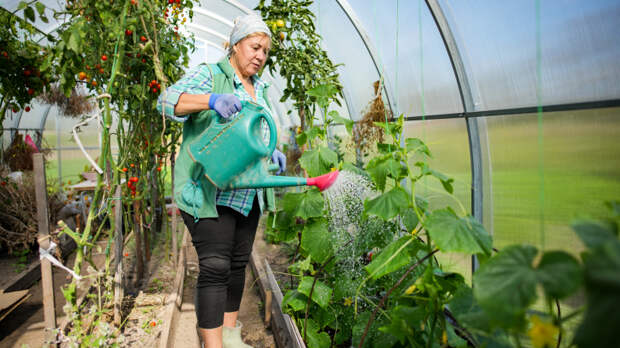 Особое разрешение: дачникам напомнили о правилах использования химикатов