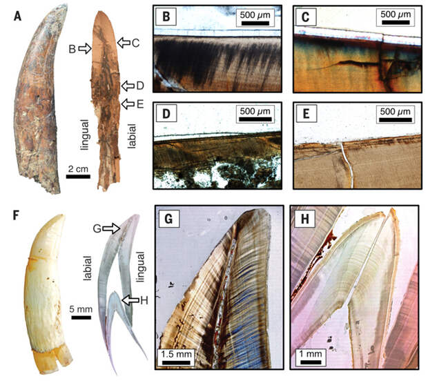 Рис. 2. Сравнение строения зуба хищного дасплетозавра (близкого родственника тираннозавра) и аллигатора