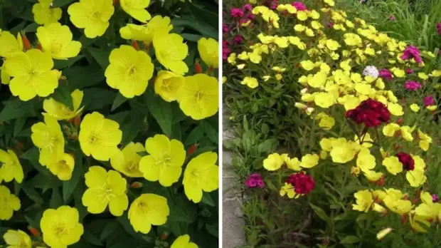 Как вытеснить сорняки с участка при помощи цветов