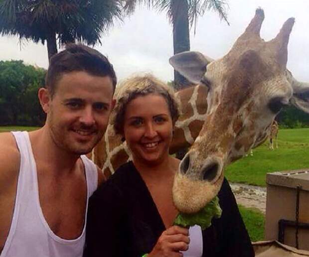 Пара хотела сфотографироваться на фоне стада жирафов, но один из них неожиданно присоединился к ним, Орландо, штат Флорида, США.