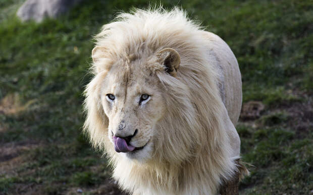 Белый лев. Фото взято из открытых источников
