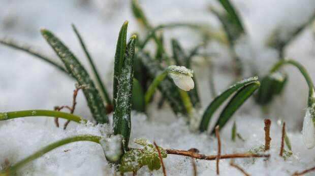 В Ботаническом саду КФУ распустились первые подснежники