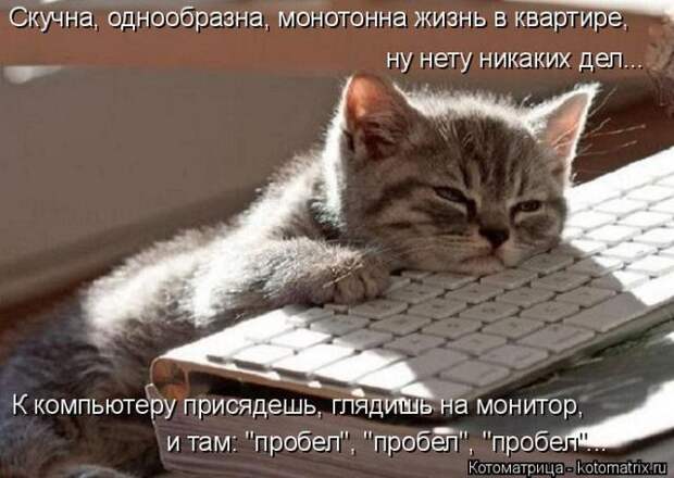 Лучшие котоматрицы недели (50 фото)