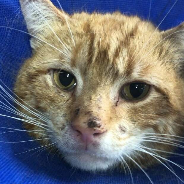 помощь коту рыжий кот