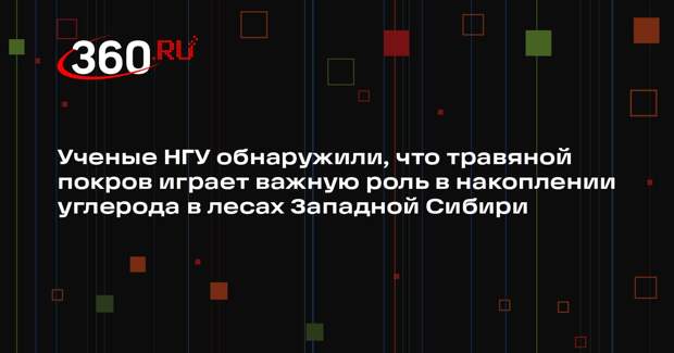 Ученые НГУ обнаружили, что травяной покров играет важную роль в накоплении углерода в лесах Западной Сибири