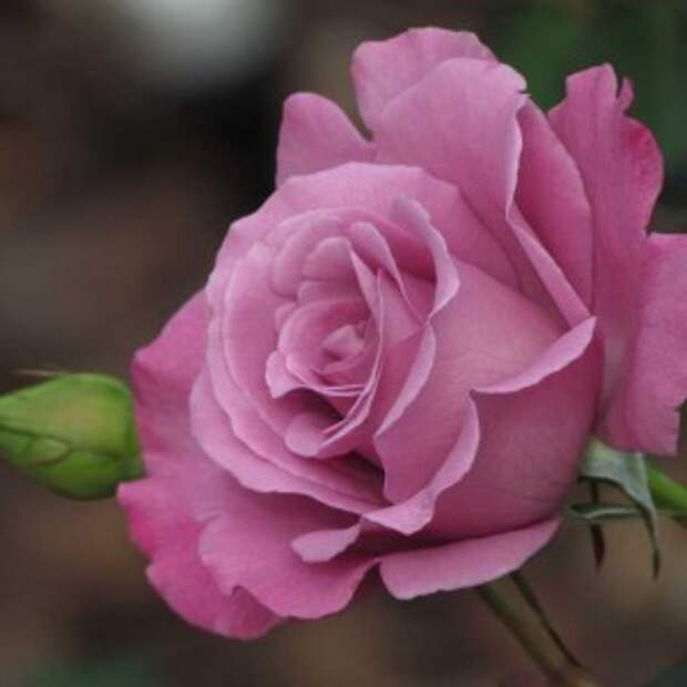 Сорт розы "Rosada"
