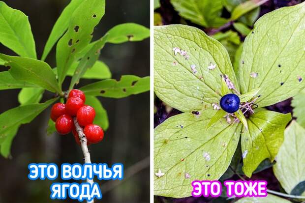 Небезобидные растения, которые лучше обходить стороной