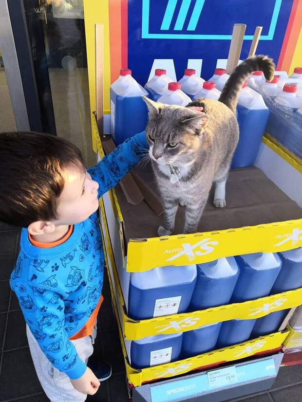 хозяева искали кота два года мальчик гладит кота