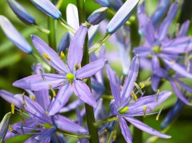 Камассия - голубые цветы лилии