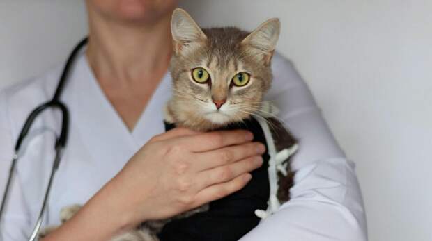 Нужно ли кастрировать кота и что будет, если это не сделать