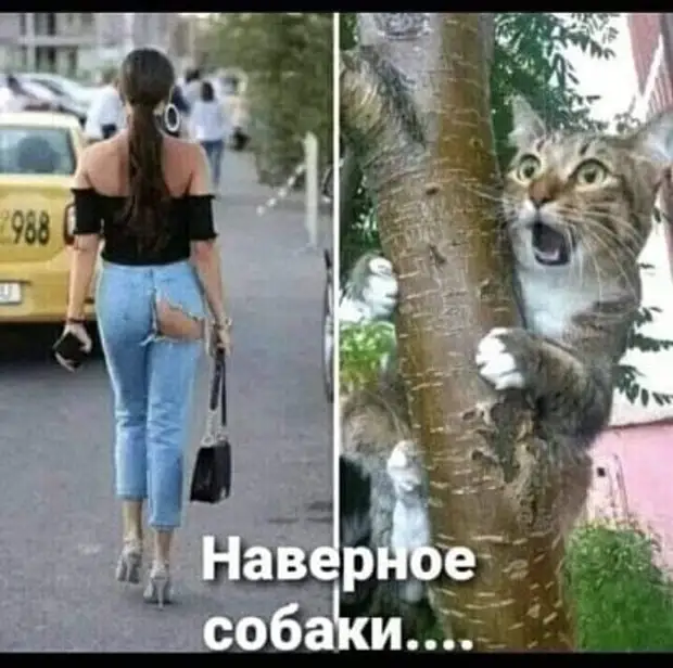 Я не понимаю фразу : * Устал как собака ! * . Собака моей жены спит , ест , гуляет . Я бы сам от такой жизни не отказался ! канделябр, нихрена, чтото, пошло, только, выглядит, Антресоли, сегодня, потому, управления, понятно, лежит, Кухня, Ближний, Восток, постоянно, центре, молоток, Рабинович, воняет