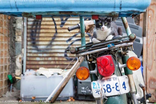 Бродяги кошки, фоторепортаж, япония