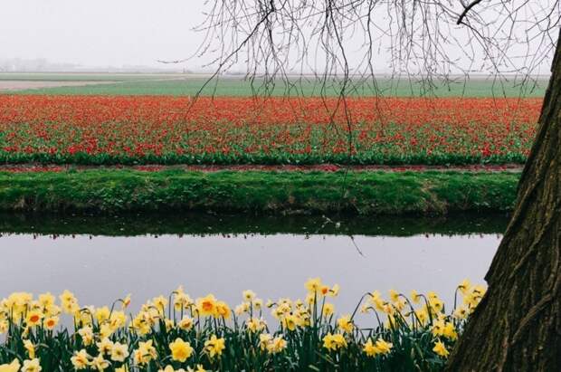 Парк цветов Keukenhof, апрель 2018 путешествия, факты, фото