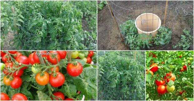 tomato-high-yield-tips