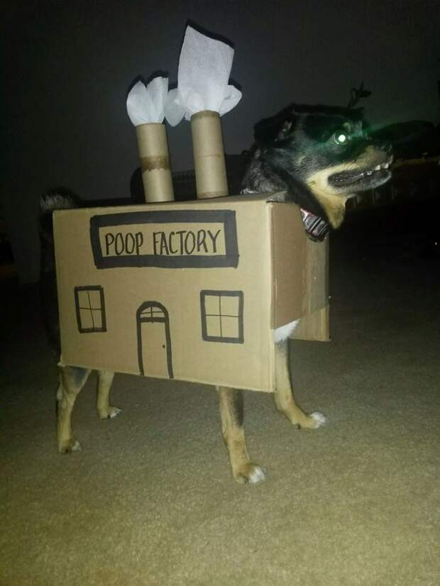 This dog who pooped on the carpet, again: