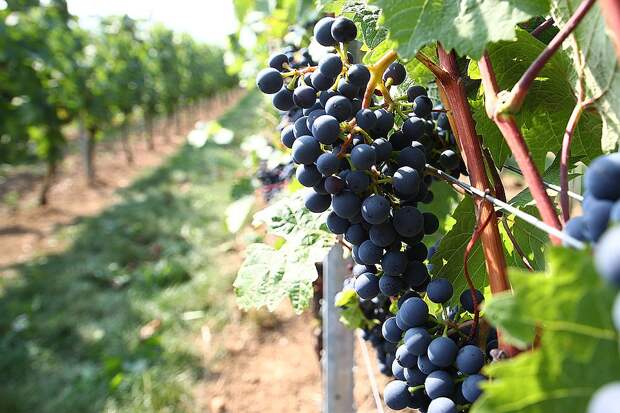 Секрет пользы винограда для гипертоников кроется в веществе ресвератроле. Фото: GLOBAL LOOK PRESS