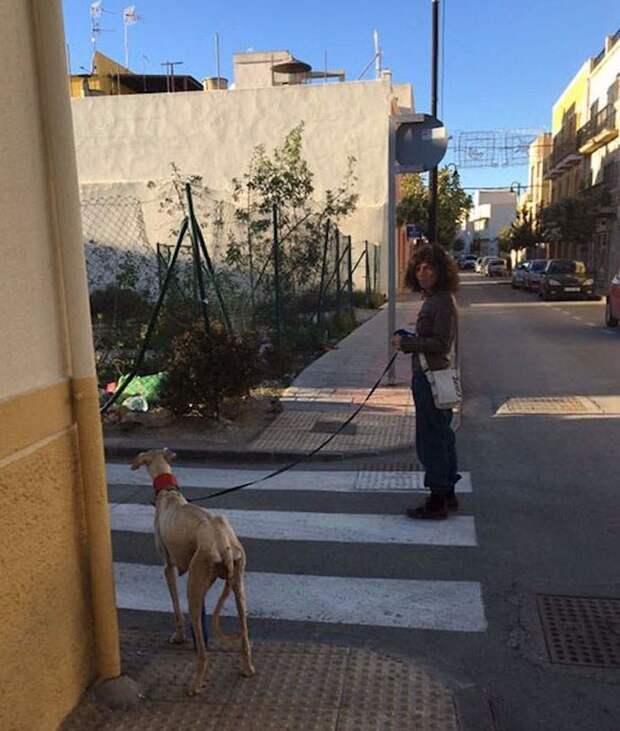 Собака со сломанной лапой шла 3 км, чтобы привести людей к своим щенкам в мире, добро, животные, собака, щенки