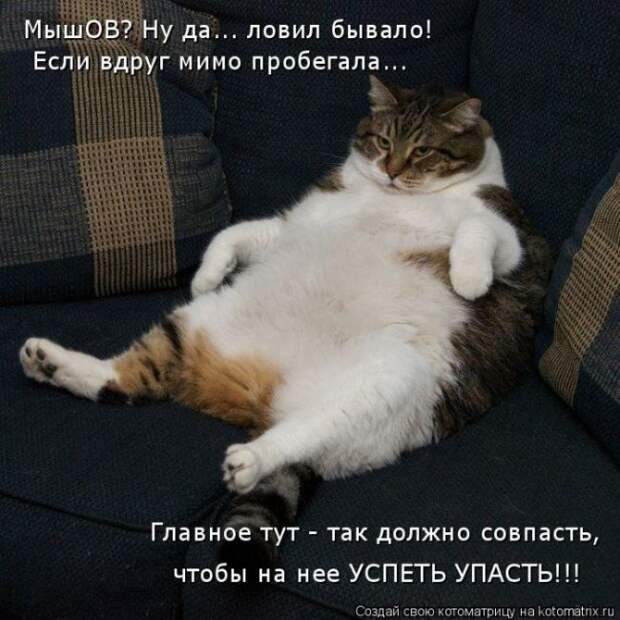 Лучшие котоматрицы недели (50 фото)