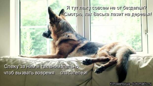 Лучшие котоматрицы недели (50 фото)