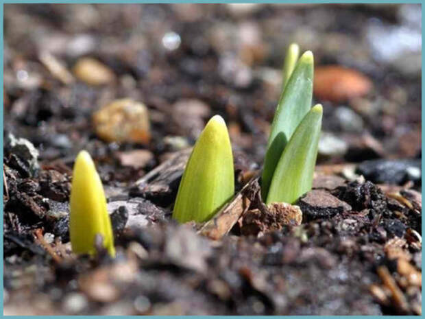 tyulpany-posadka-i-uxod-v-otkrytom-grunte-15