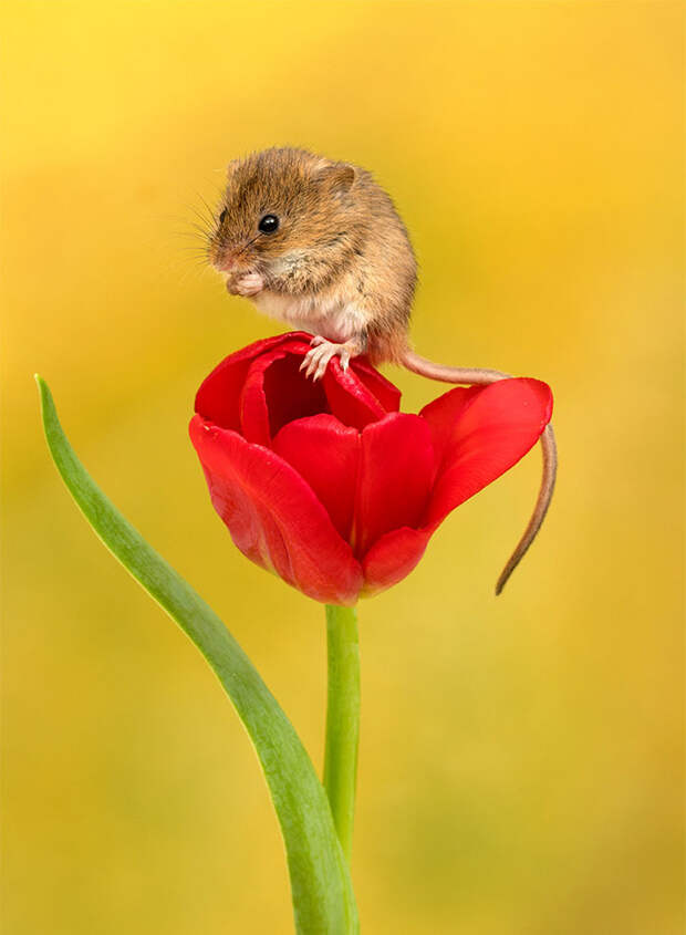 cute-harvest-mice-in-tulips-miles-herbert-3-5ad097c81535d__700.jpg cute-harvest-mice-in-tulips-miles-herbert-3-5ad097c81535d__700.jpg