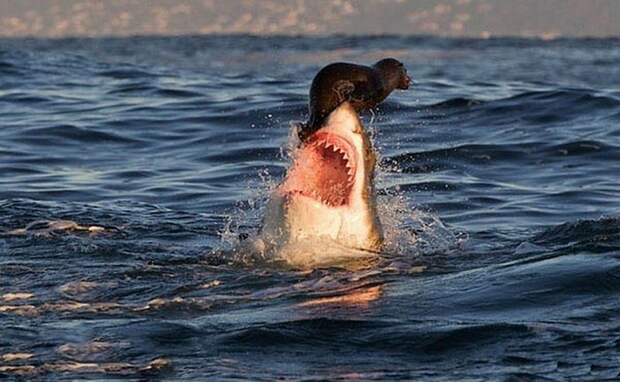 Нападая на свою жертву, акулы закрывают глаза, чтобы бьющаяся добыча их не поранила. животный мир, информация, юмор