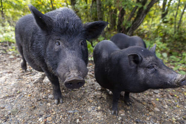 "360": российский боец вспомнил, как столкнулся с кабаном под Энергодаром