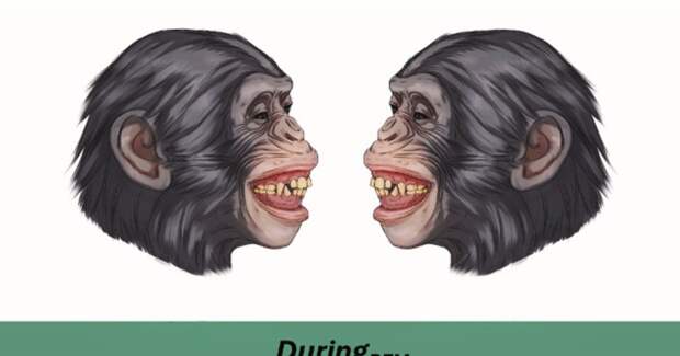 У бонобо пик сексуального возбуждения связан с копированием мимики партнёра