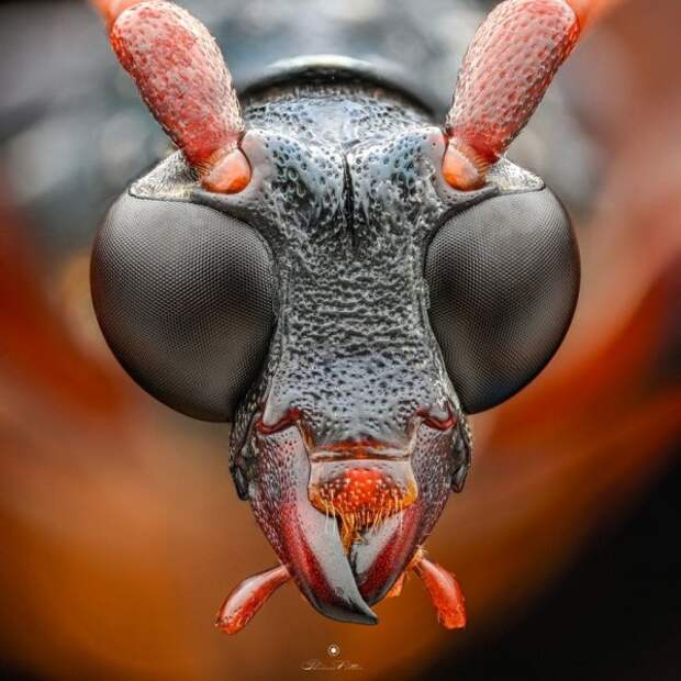 Портрет жука