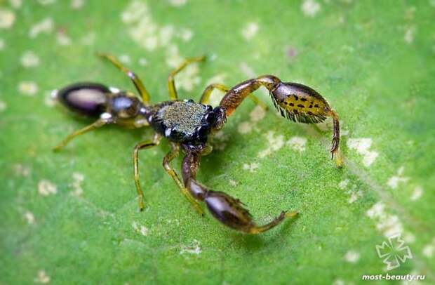 Ложноскорпионы Myrmochernes africanus