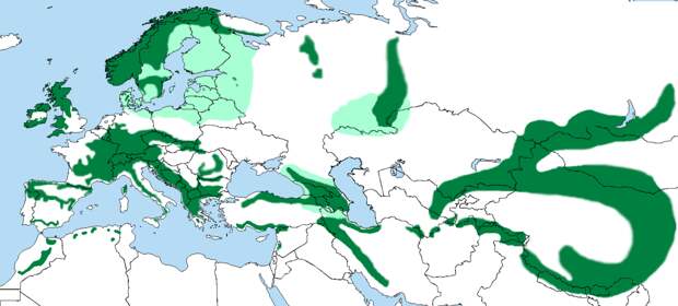 Место обитания оляпок. Крайне разбросано, не находите?