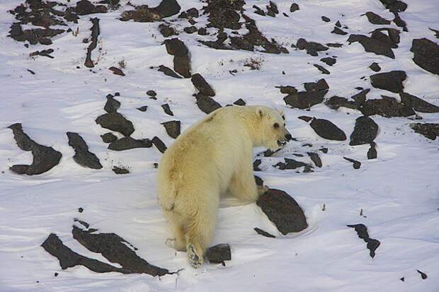 Отличить полярного медведя от пиззли можно, порой, только по морде.  