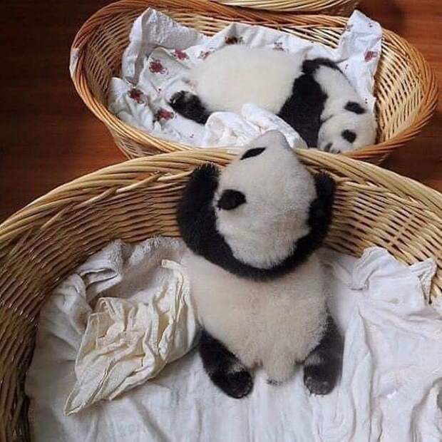 Bigpicture ru adorable baby animals 17 1024x1024