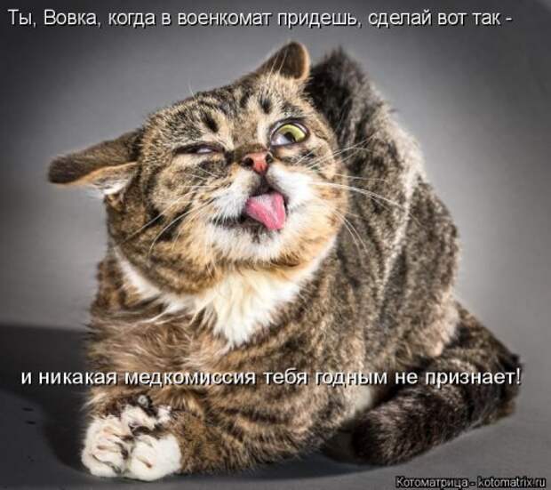 Свежая котоматрица (33 фото)